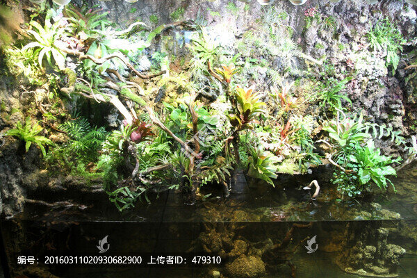 魚缸,生態(tài),綠植,假山,園林