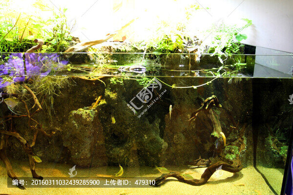 魚缸,生態(tài),綠植,假山,園林