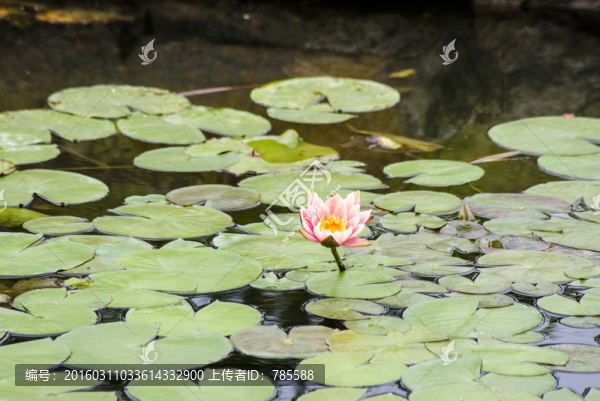 蓮花