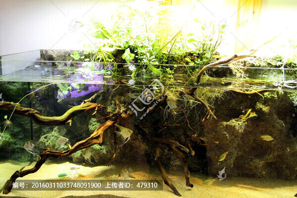 魚缸,生態(tài),綠植,假山,園林