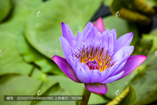 蓮花