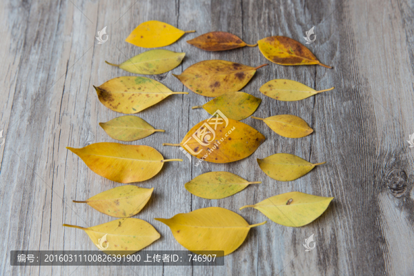 落葉