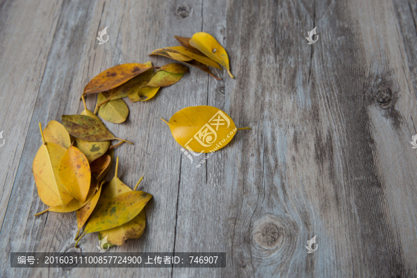 秋天,秋葉,落葉樹(shù)葉,葉子