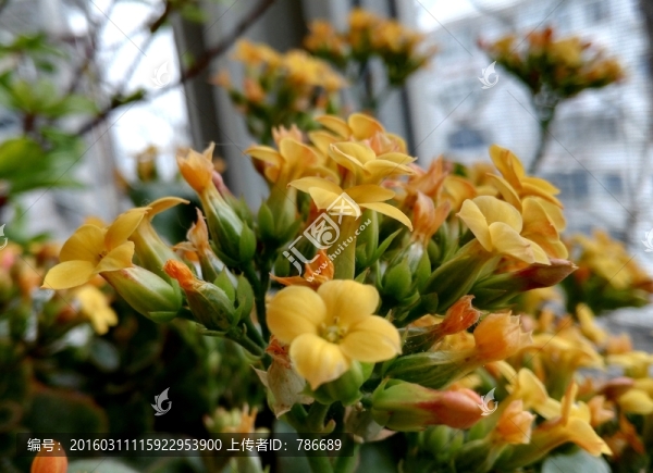 黃色的小花