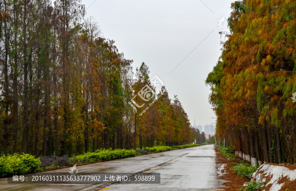 樹(shù)杉林公路