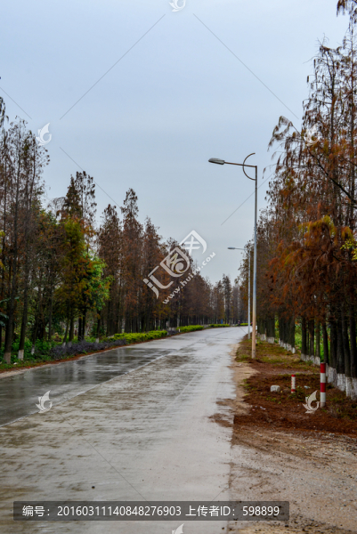 水杉公路
