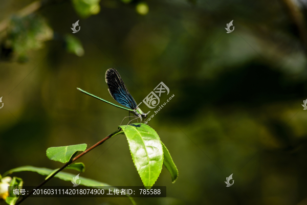 蜻蜓