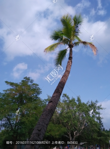 椰子樹