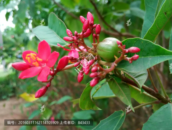 紅花