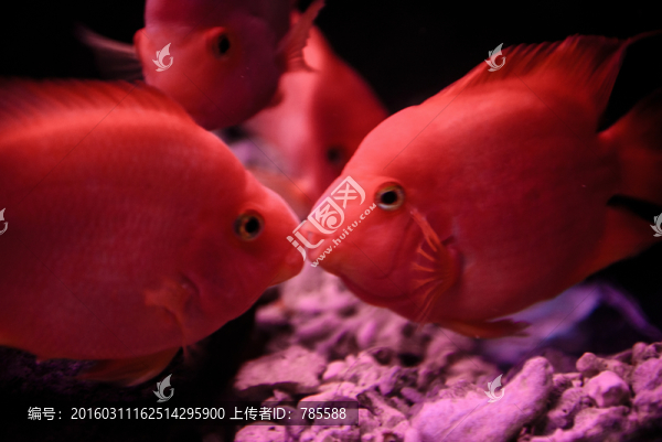 親吻魚