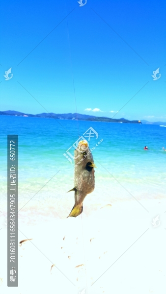 泰國普吉島,海釣,野生,海河豚