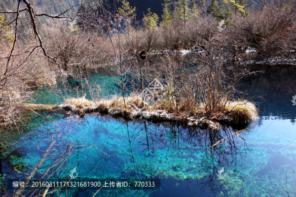 九寨溝,湖,原始森林,自然風景