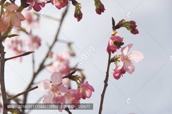 櫻花