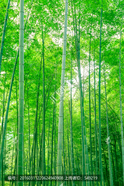 竹林