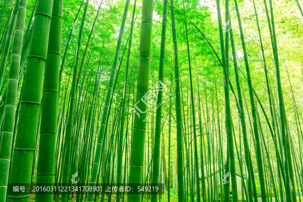 竹林