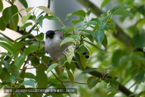 鳥