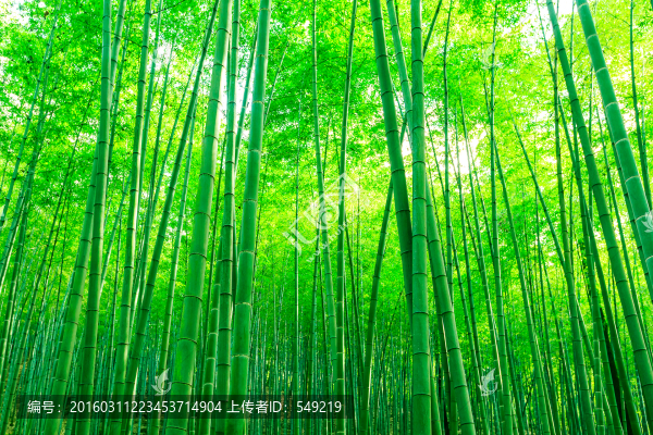 竹林