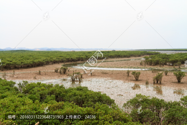 海邊,紅樹林風(fēng)光