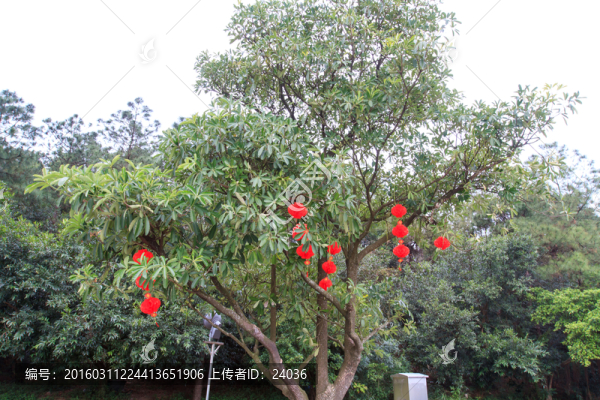 大樹,紅燈籠