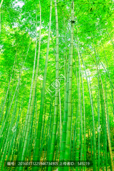 竹林