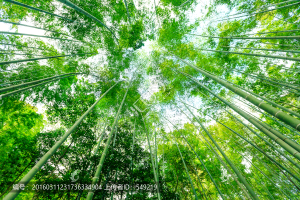 竹林