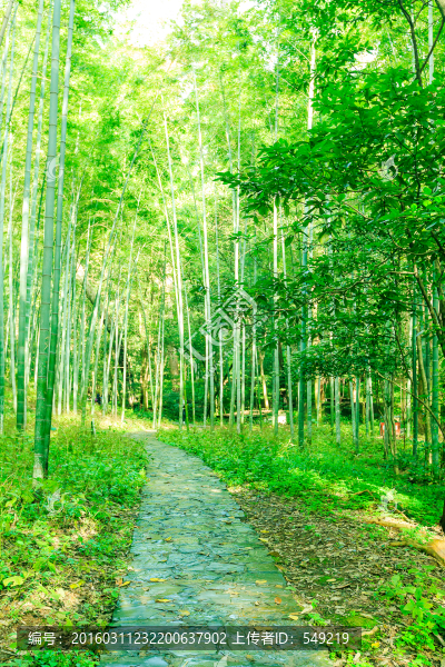 竹林