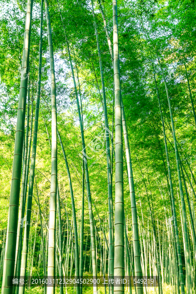 竹林