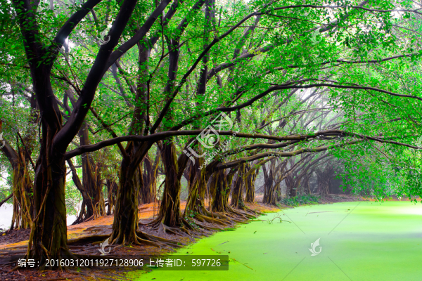 樹林小路