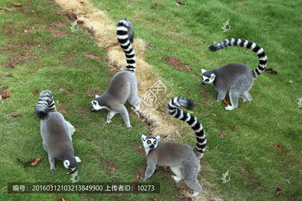 環(huán)尾狐猴
