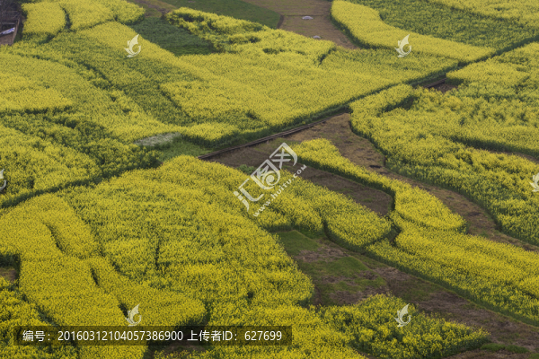 川西油菜花