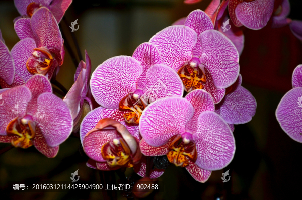 粉紅色蝴蝶蘭