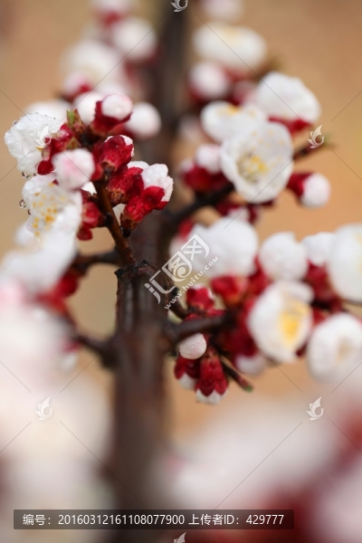 白色花,杏花