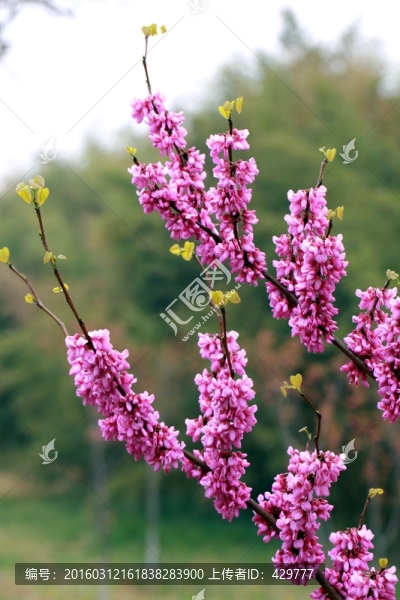 紫荊花,紫色花