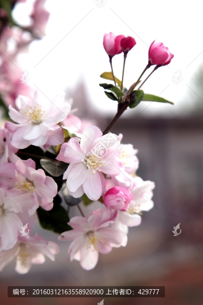 春天白色花