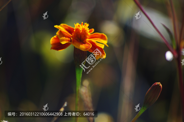 萬壽菊