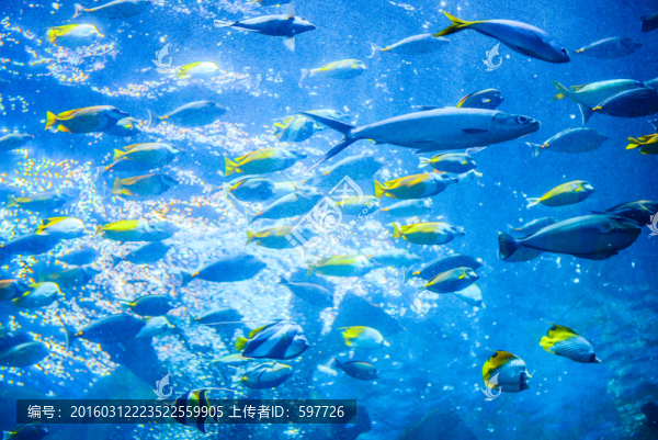 魚群