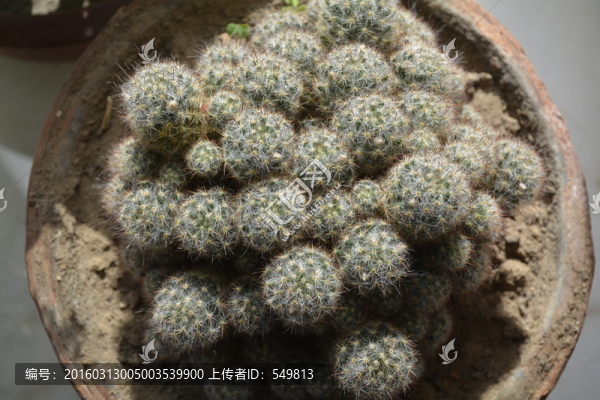 仙人球