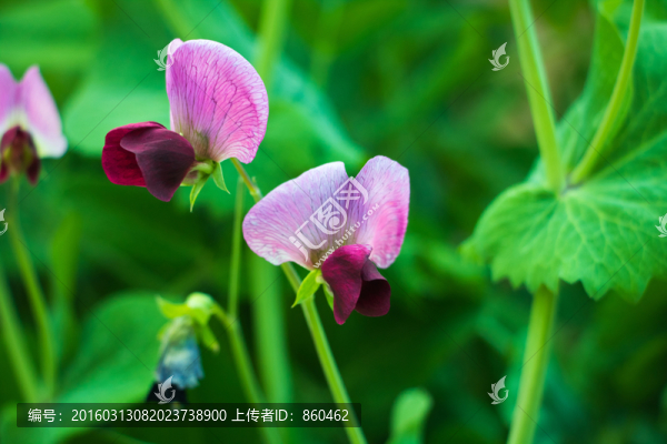 蔬菜