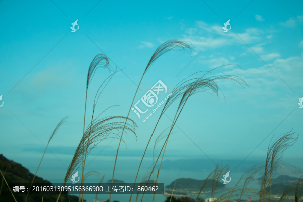 蘆葦