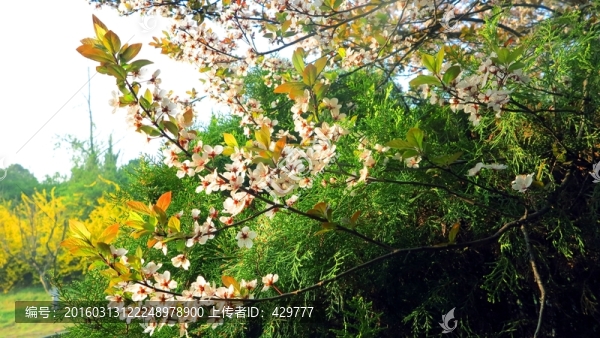 園林,春天