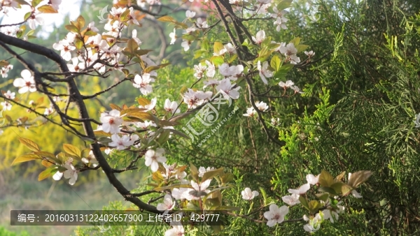 園林,春天,春