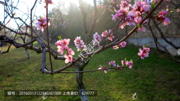 公園晨景,桃花