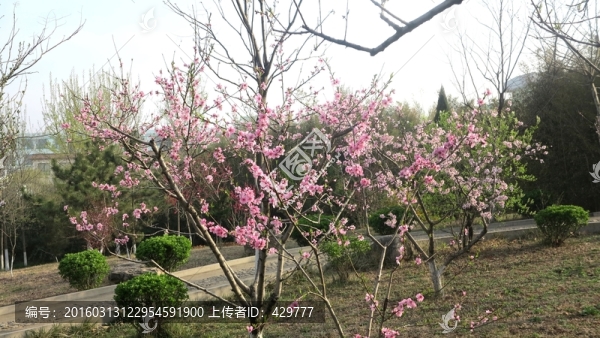 桃花盛開(kāi),春天