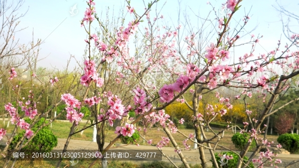 桃花盛開,春暖花開