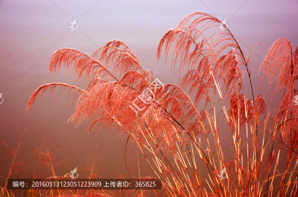 蘆葦