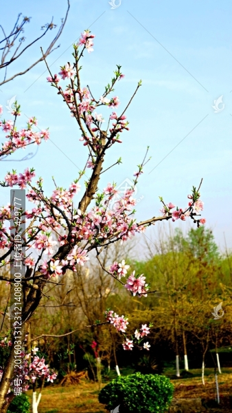桃花,花兒,花朵,桃枝,粉花
