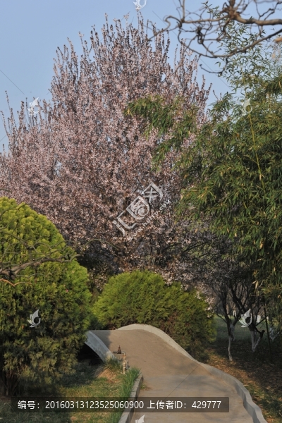 公園風(fēng)景,春景,春天公園