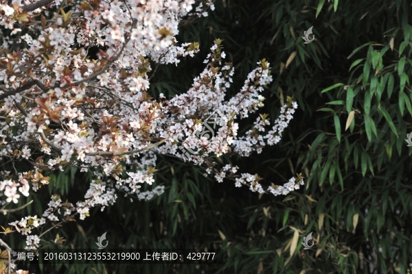 公園風景,春景,春天公園