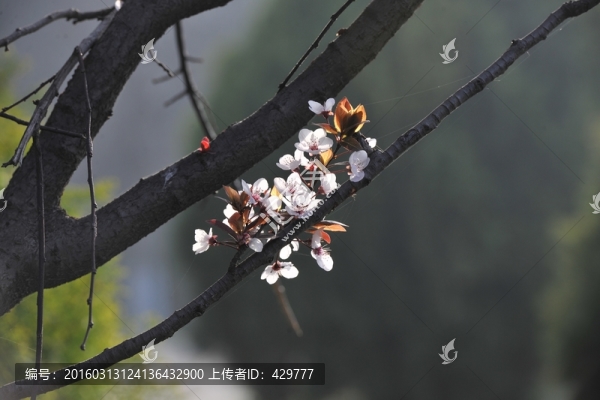 綠樹,風(fēng)景,春天公園