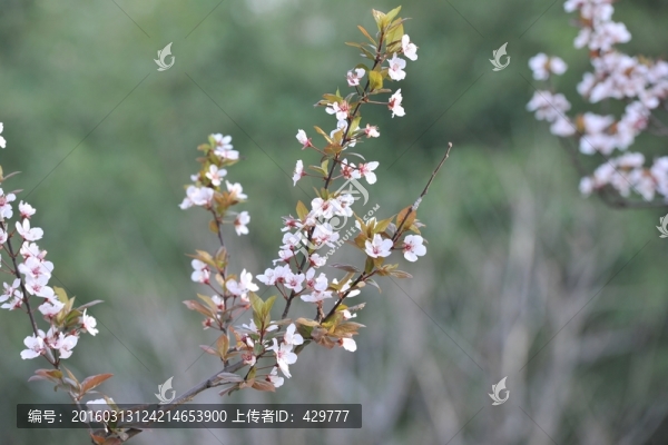 綠樹,風(fēng)景,春天公園